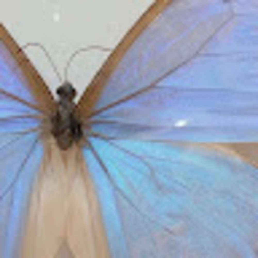 Meet your Posher, Daniah